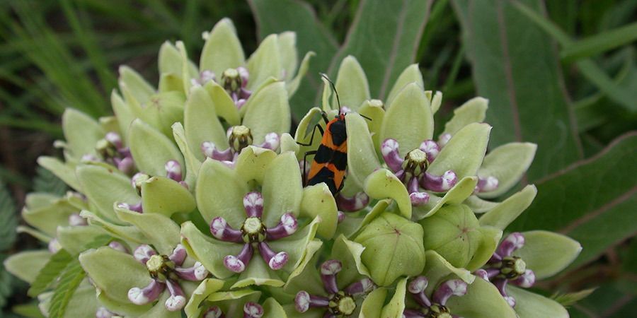 Green Milkweed