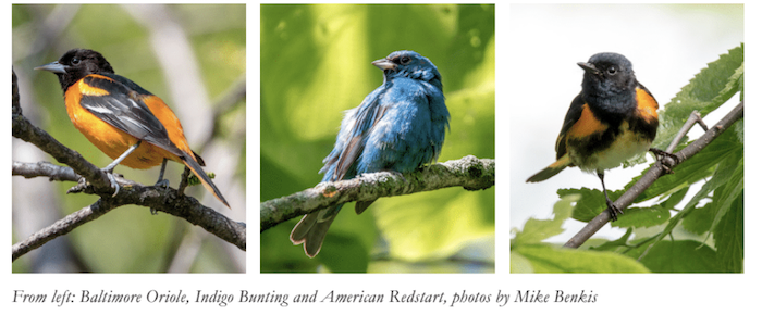 The Birds of Summer - Colorful and Lyrical