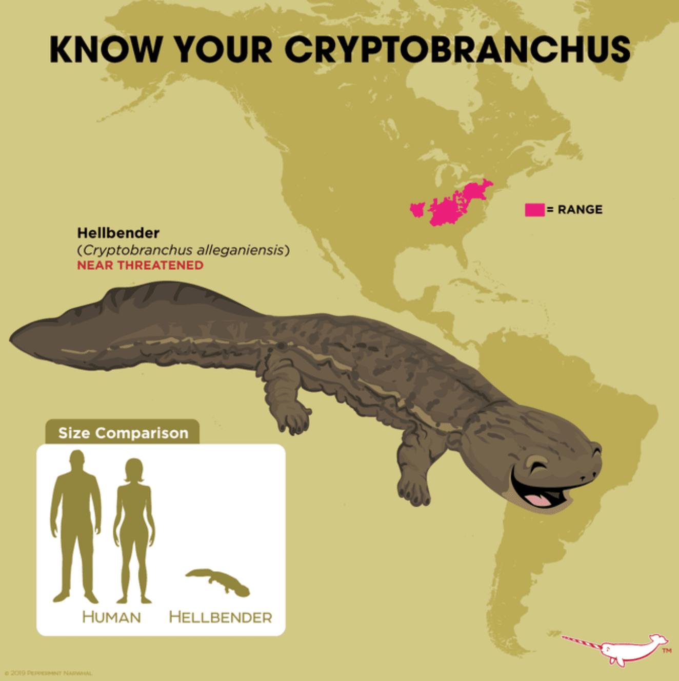 Infographic that shows hellbender's habitat range and its size comparison with humans