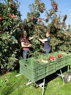 Carolyn Gehrke picking apples