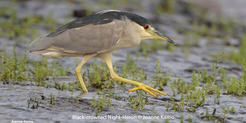 Black-crowned Night-Heron