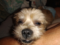 Biscuit