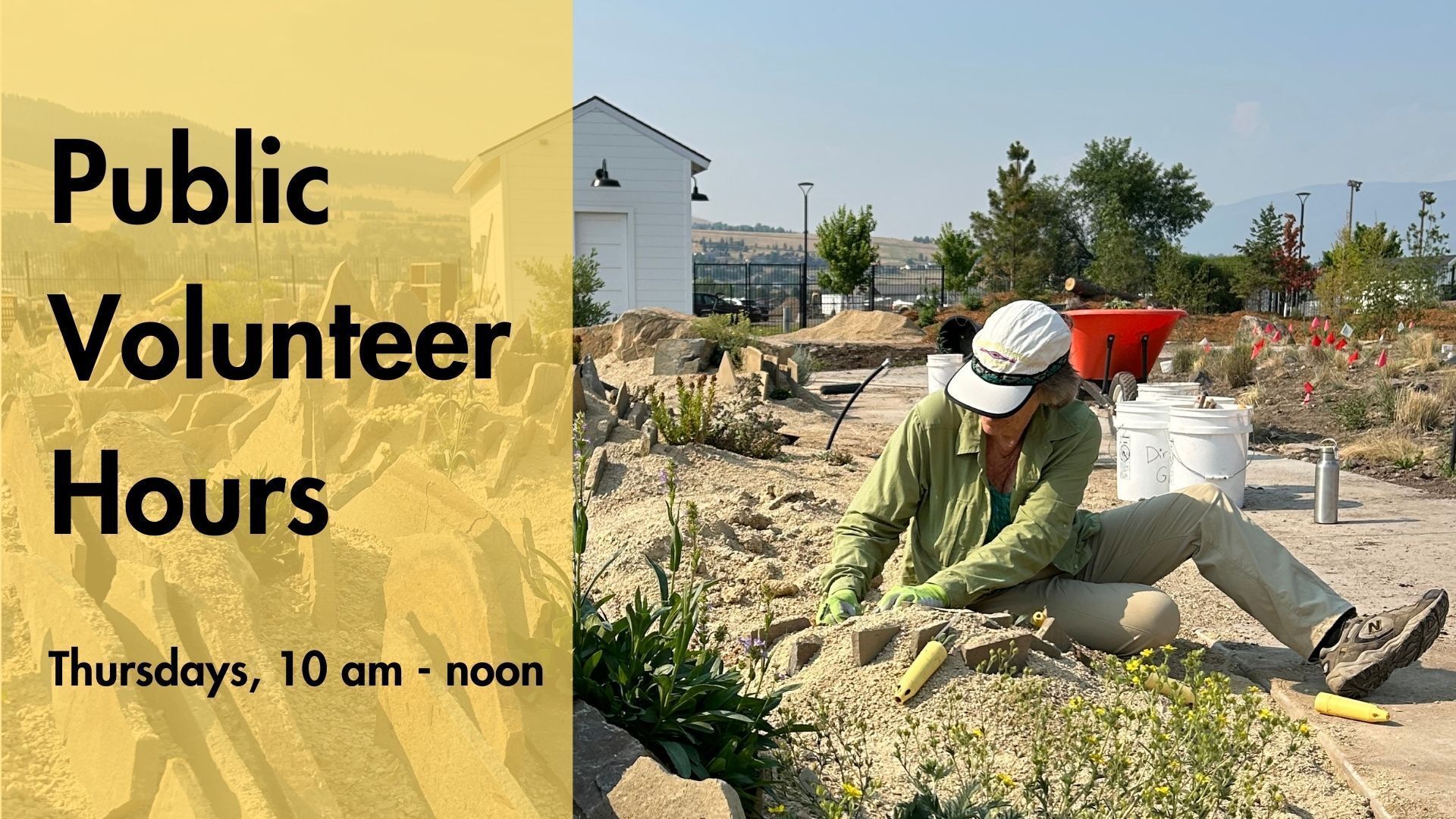 volunteer plants in the crevice garden