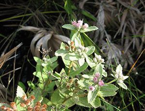 Rosy Camphorweed