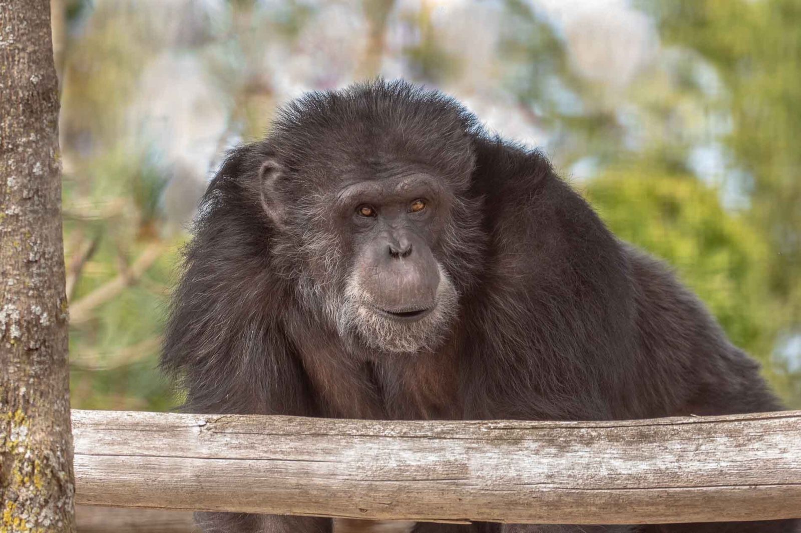 BINKY Current Residents Bio What We Do Fauna Foundation