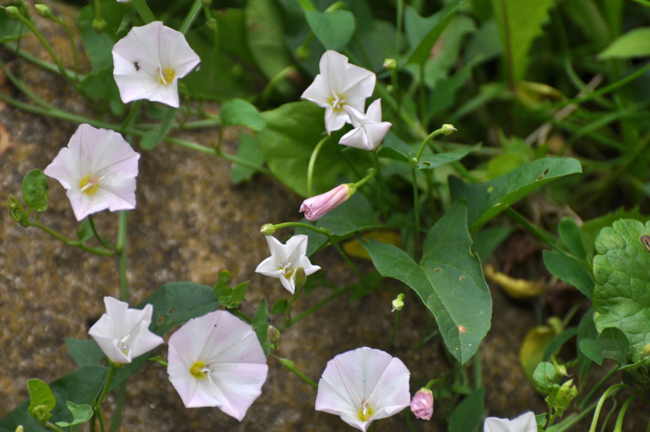 Field Bindweed