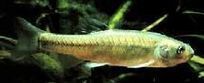 Fathead Minnows