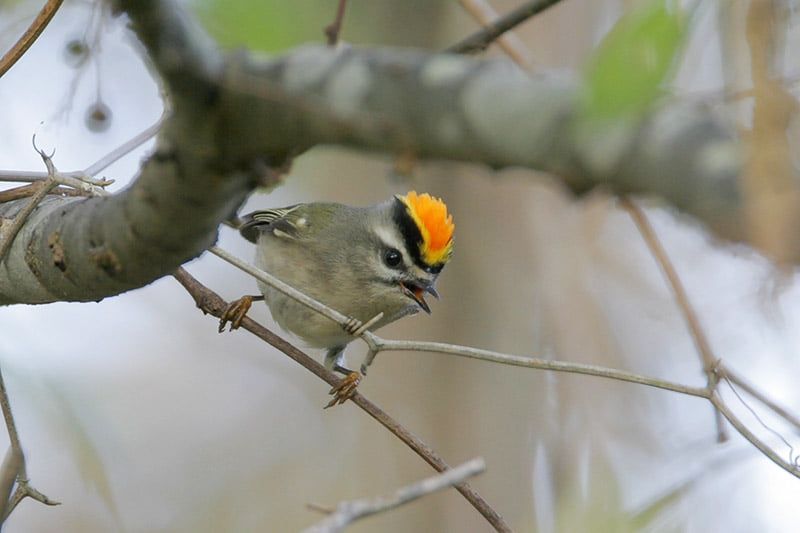 Golden-crowned Kinglet