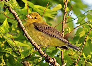 Birds of the Sugarbush: Scarlet Tanager