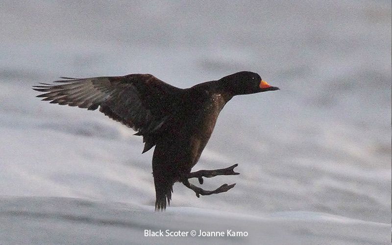 Black Scoters