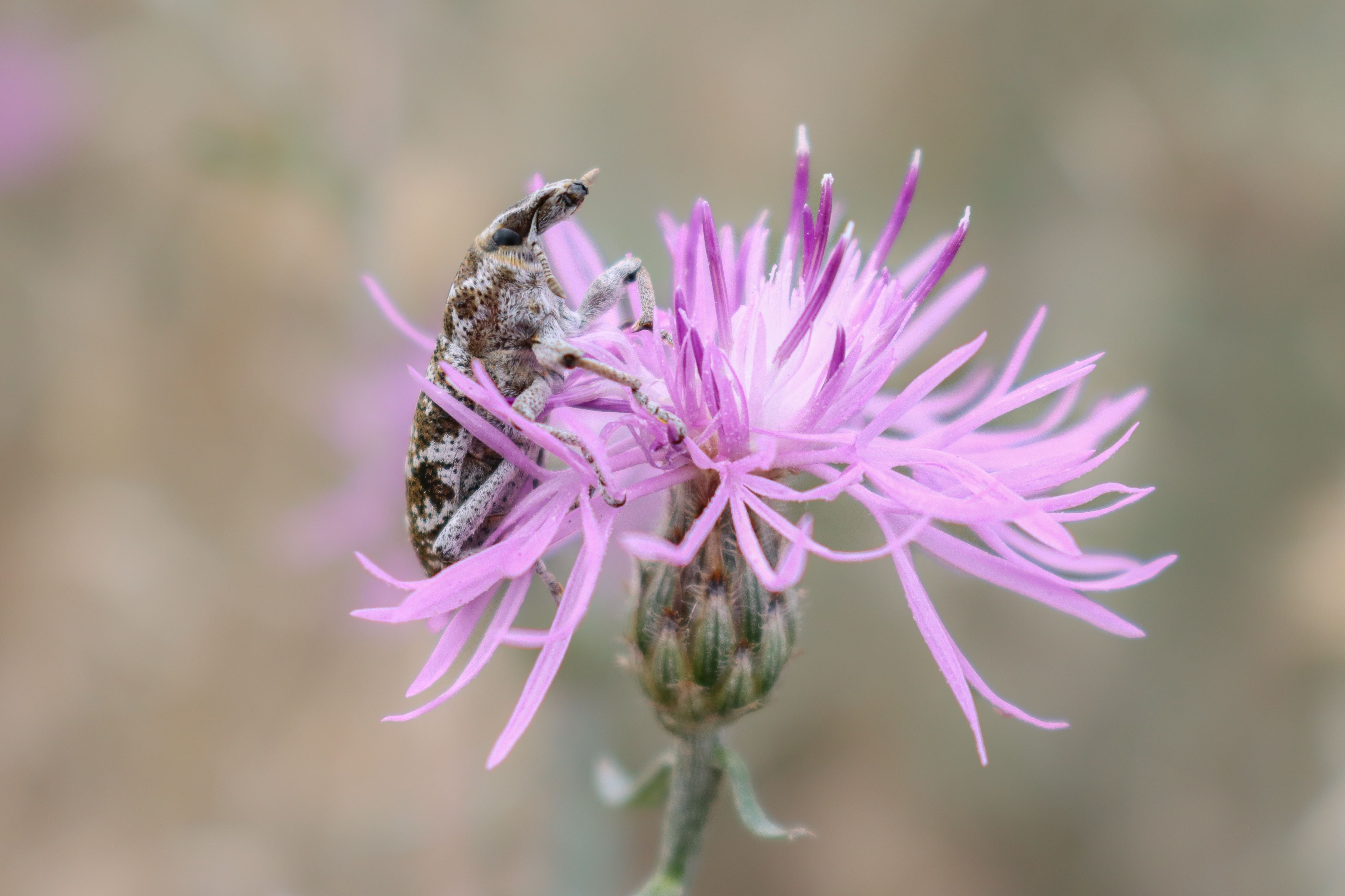 Cyphocleonus achates on spotted knapweed flowerhead