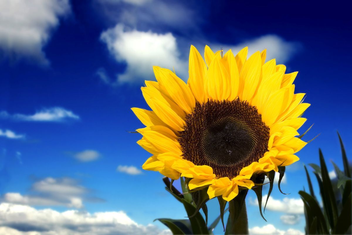 Sunflower blue sky