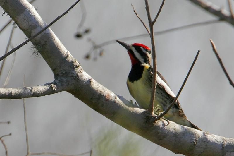 Yellow-bellied Sapsucker