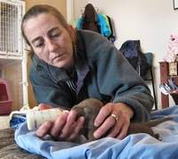 Rescue groups' success shows promise for pound