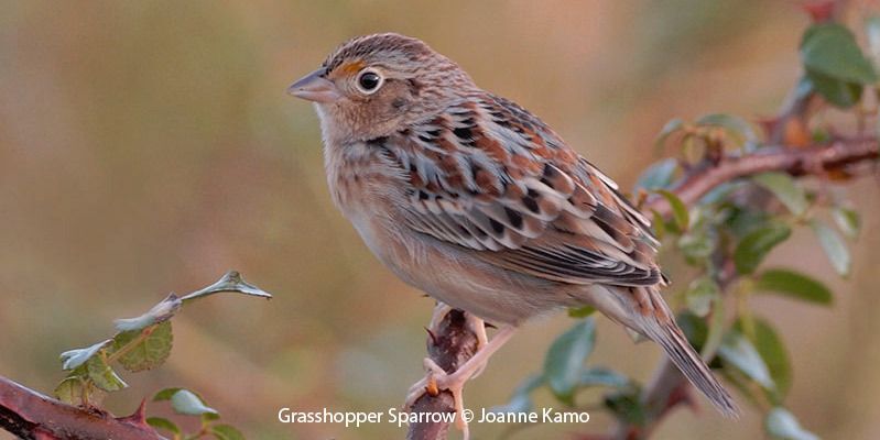 Grasshopper Sparrow