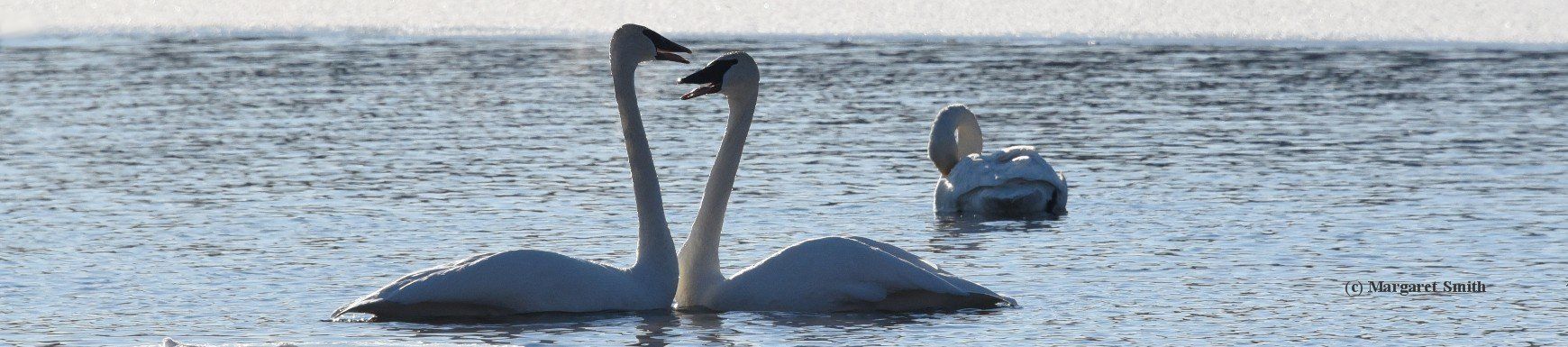 The Trumpeter Swan Society website is filled with easy to use Swan information, links, articles and lots more