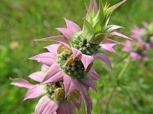 Lemon Beebalm