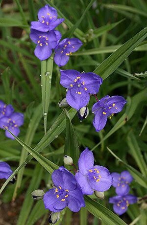 Prairie Spiderwort