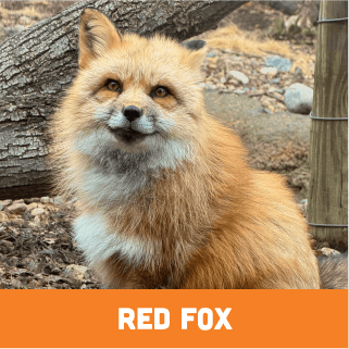 Red Fox