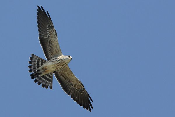 juvenile mississippi kite bird juvenile mississippi kite bird