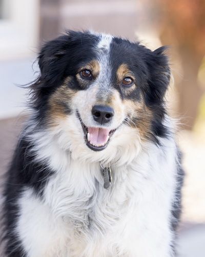  ZEKE