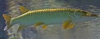Tiger Musky