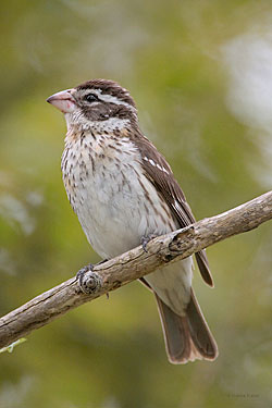 Rose-breasted Grosbeak