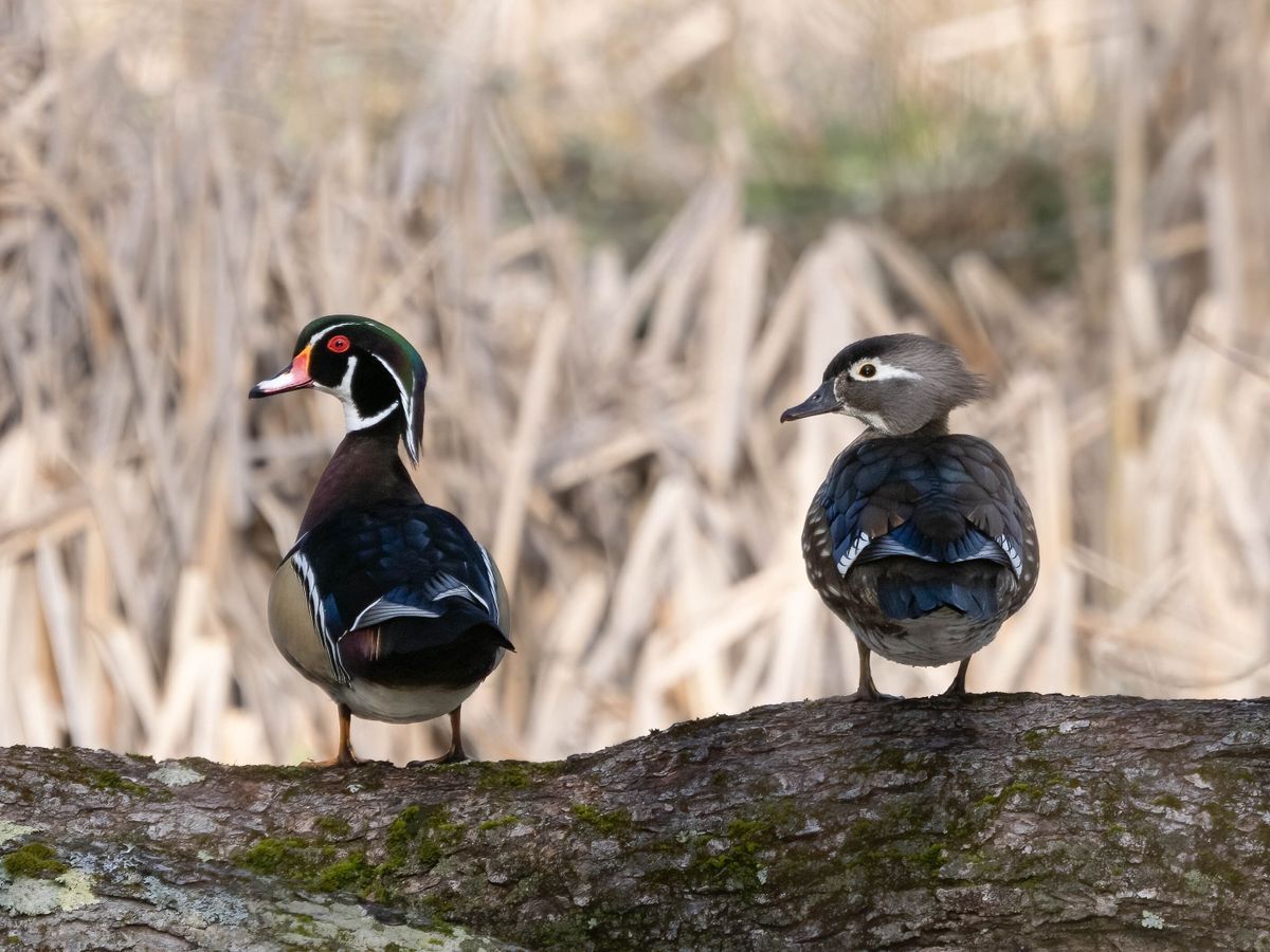 Wood Ducks by Al Schenck