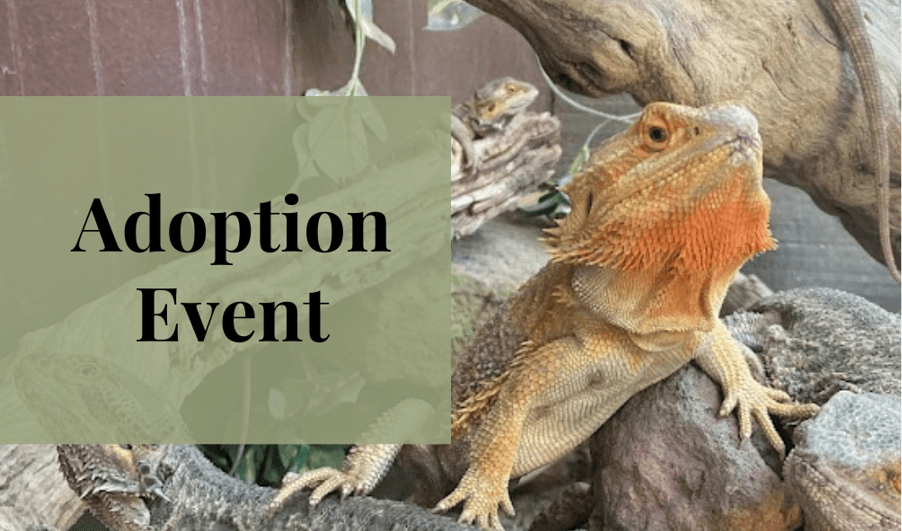Add a new reptile to your family!