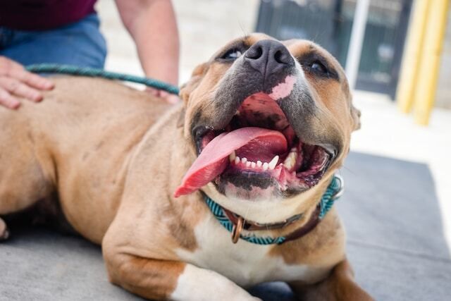 Smiling dog