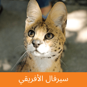 African Serval
