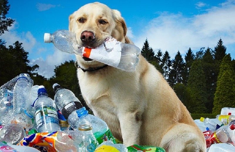 Paws to Recycle