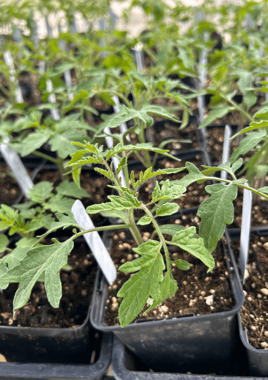 Gardening in Montana