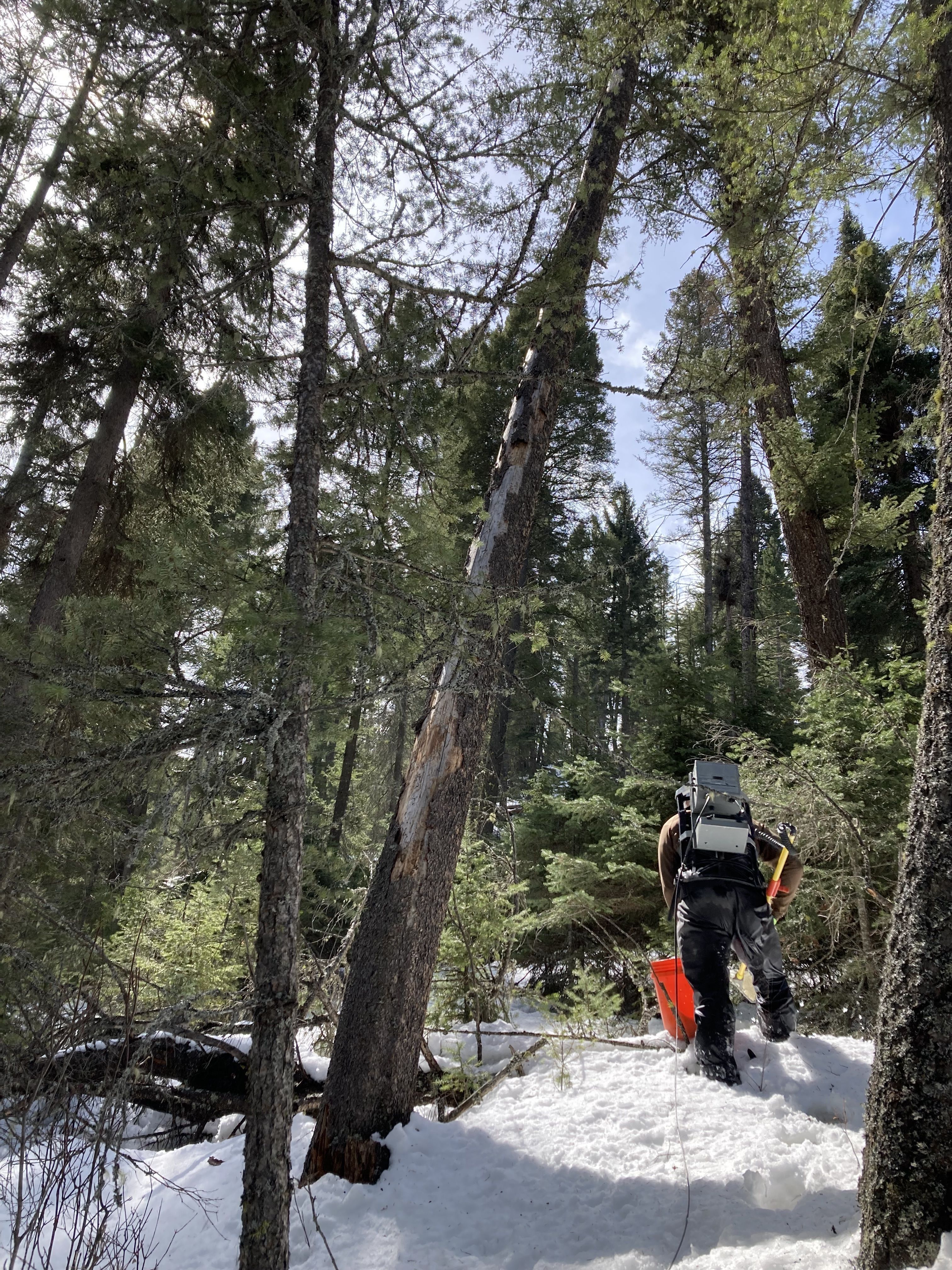 A view into a forest. In the foreground is a person wearing an electrofishing backpack. There is snow on the ground.
