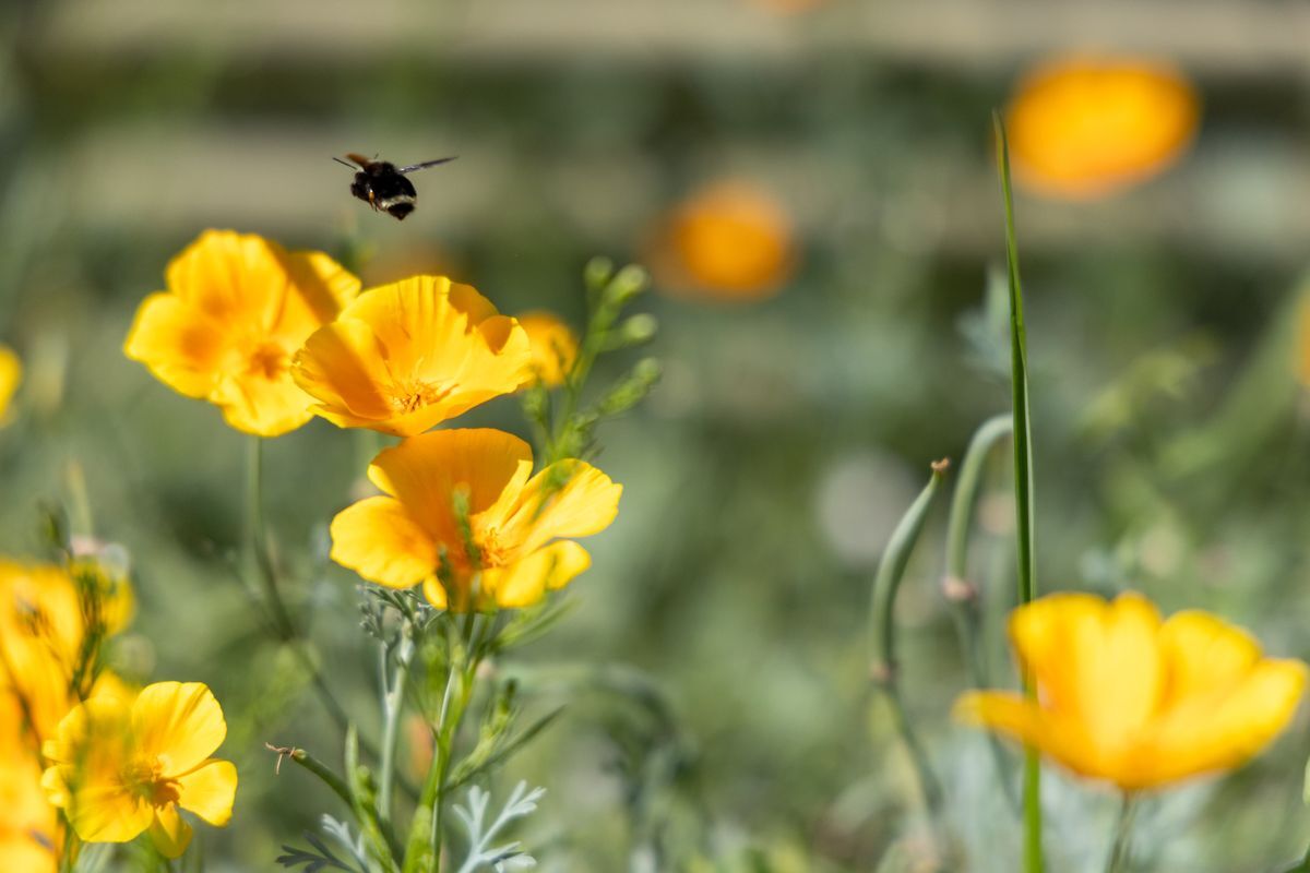 Picture of a bee pollinating a garden of flowers.
