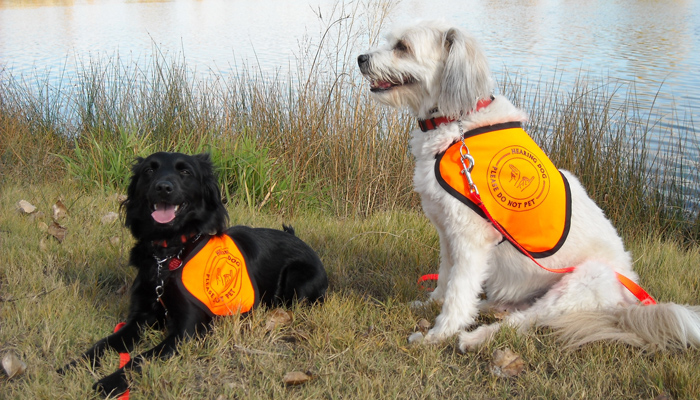 Security Guards Smile at Hearing Dog