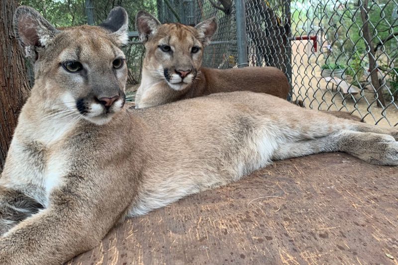 Felix & Zia Mountain Lions