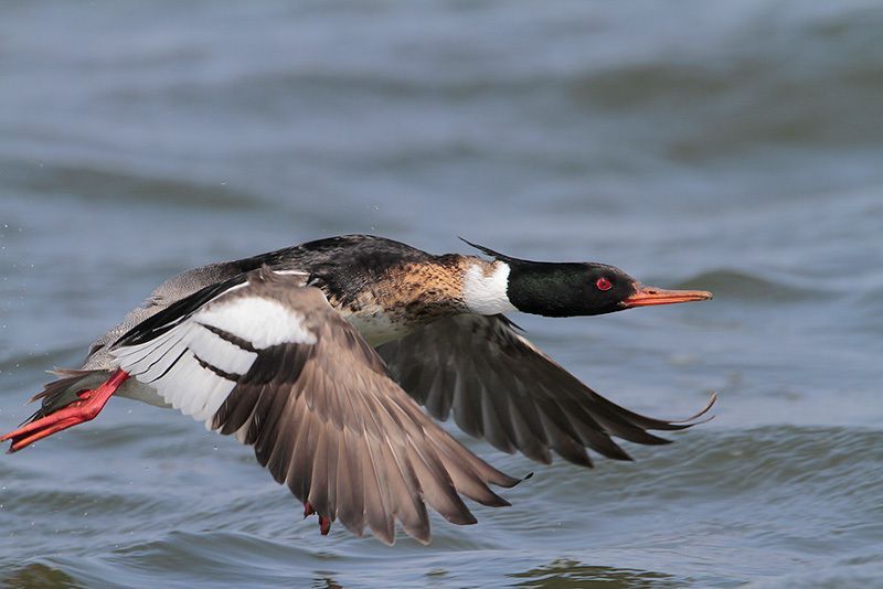 Red-breasted Merganser