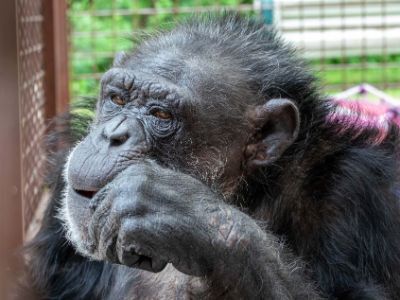 Adopter un singe : que dit la loi ?