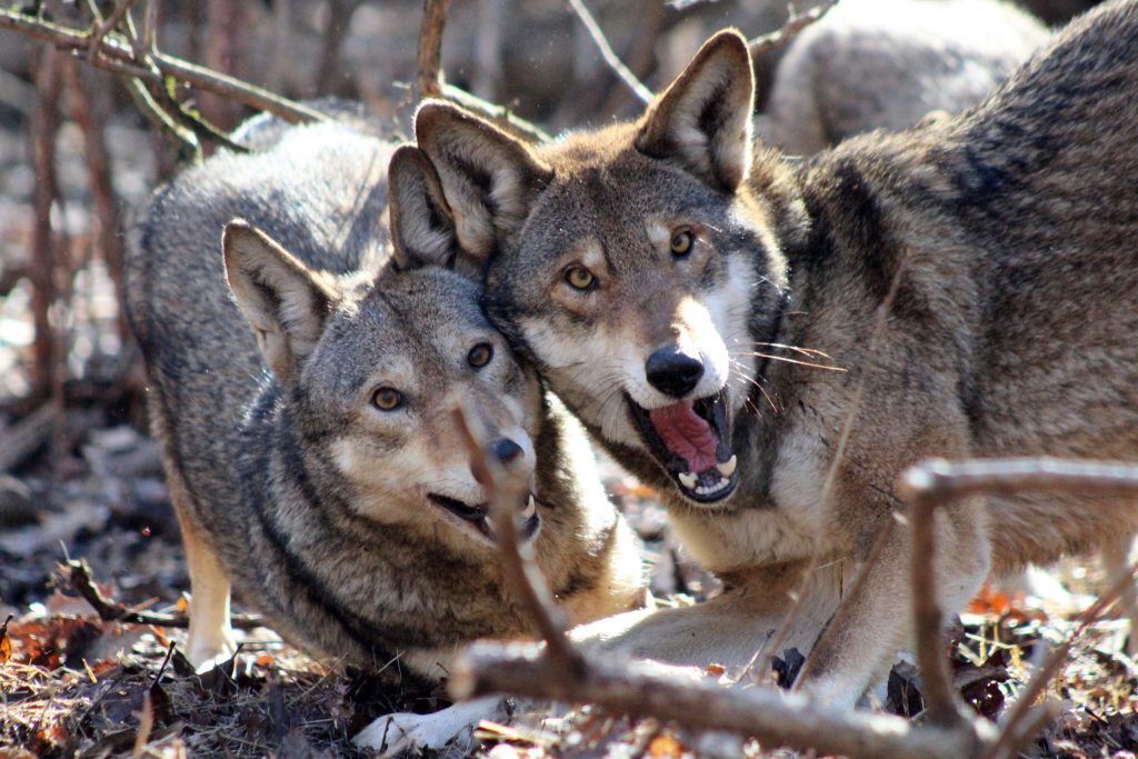 pair of red wolves playing and looking at the camera