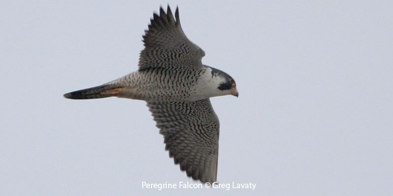 Peregrine Falcon