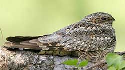 Beak of the Week: Lesser Nighthawk