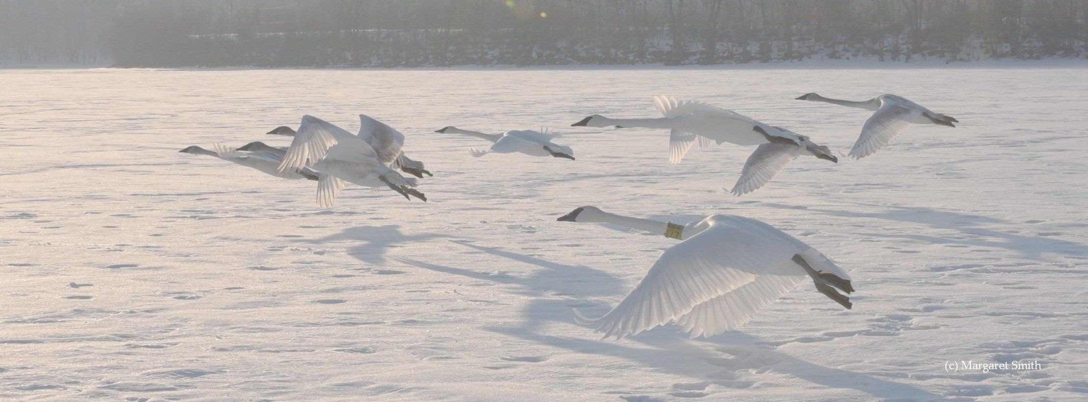 trumpeter swan flying