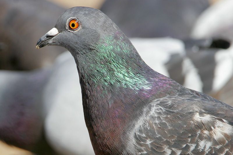 Rock Pigeon