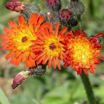 Hawkweeds