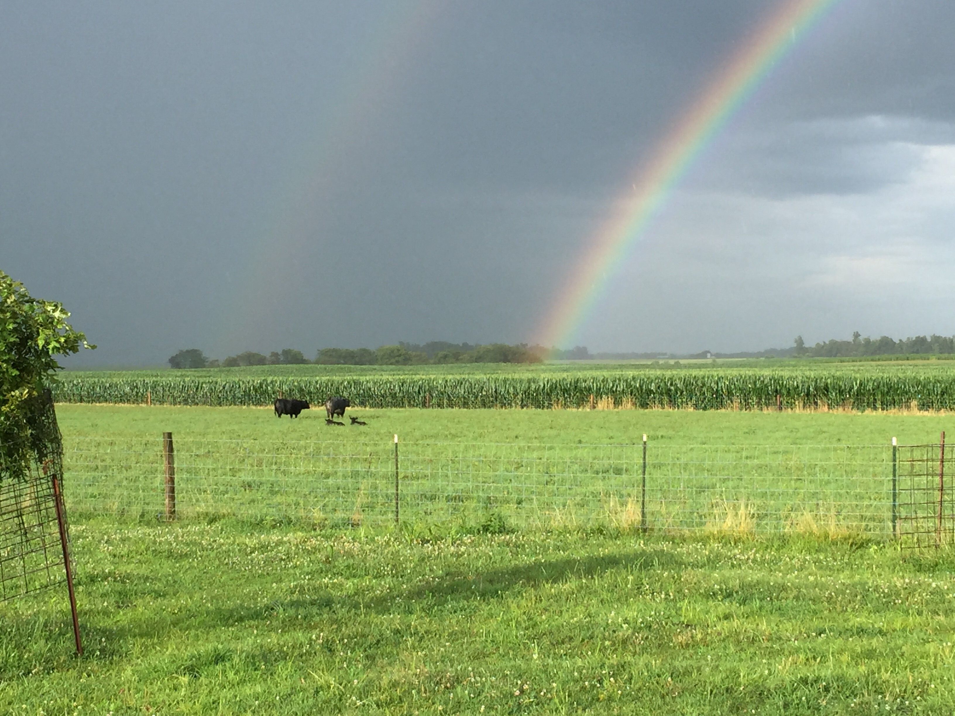 Bucolic farm scene