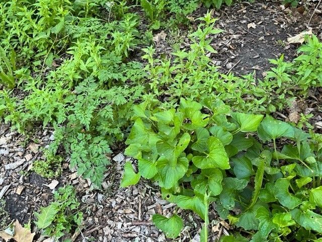 A garden bed with mostly Spanish needles and violets. 