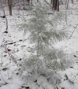 Daily Prayer January 29