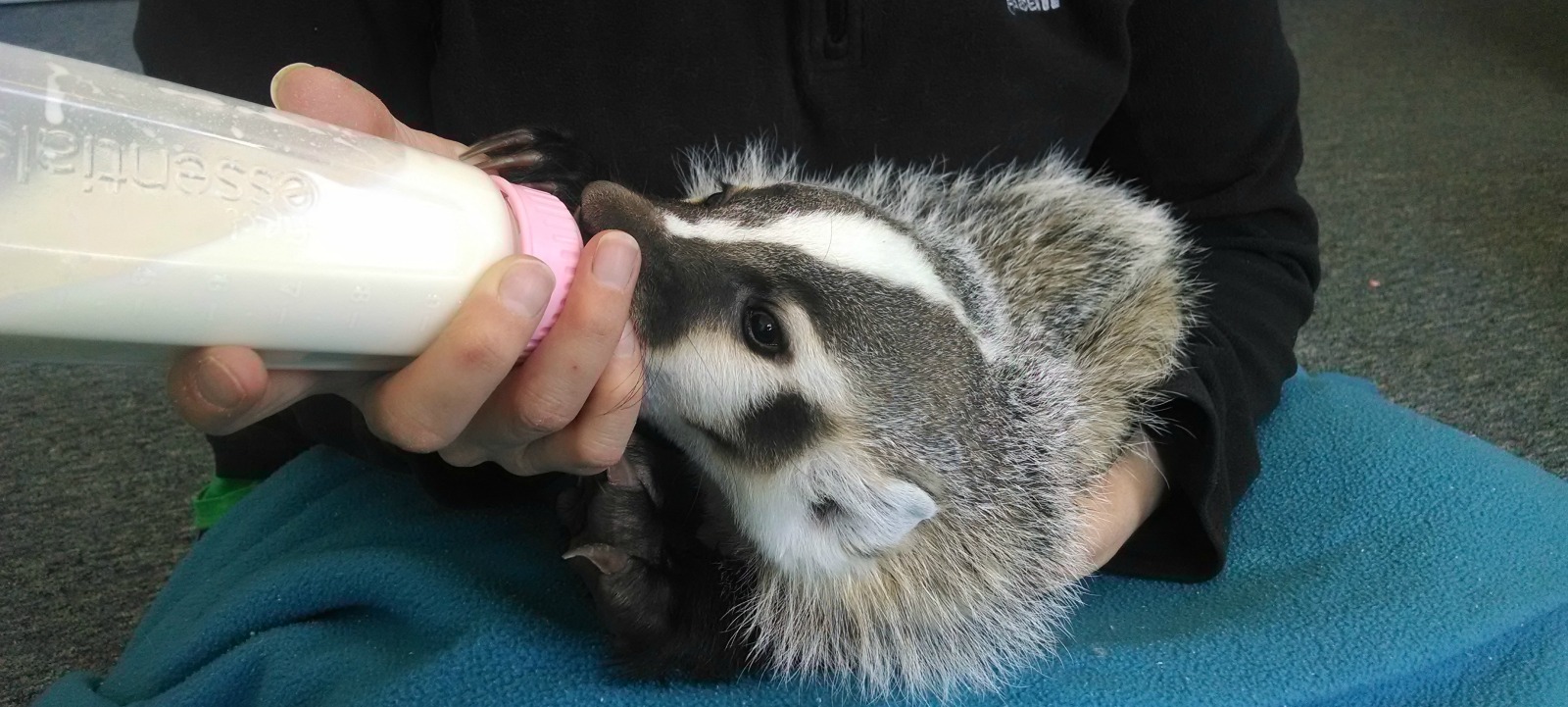 Wildlife Rescue, Rehabilitation & Education in Nebraska