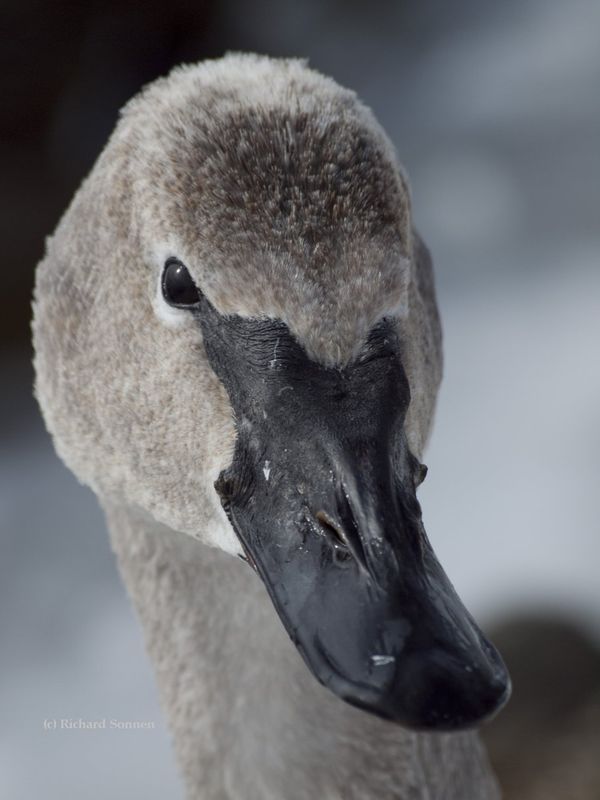 Juvenile Swan Identification | Trumpeter Swan Society